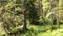 Экологическая экскурсия по экотропе в заказнике &quot;Линдуловская роща&quot;