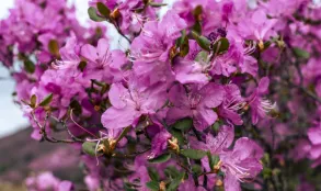 Когда цветёт маральник