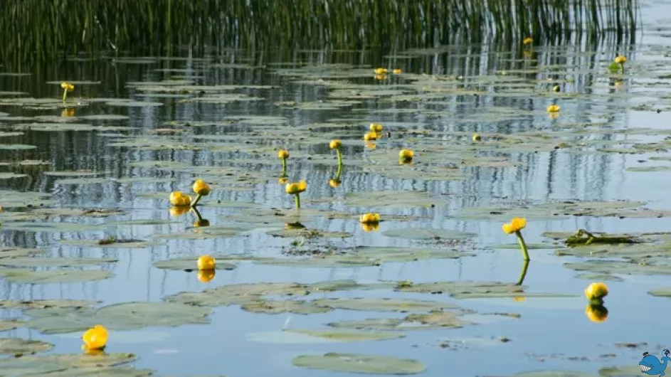 Экологическая экскурсия по памятнику природы «Петровский пруд» в Лахте 