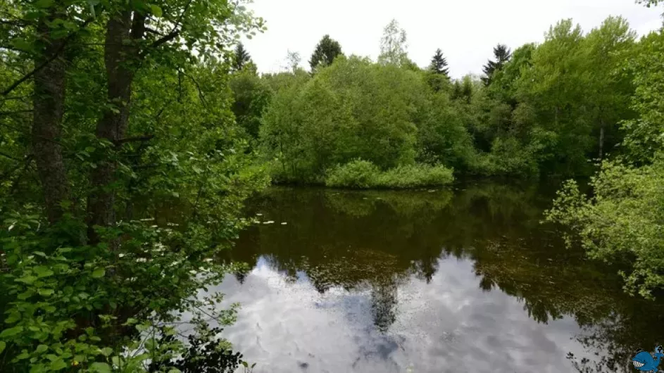Экологическая экскурсия по памятнику природы «Петровский пруд» в Лахте 