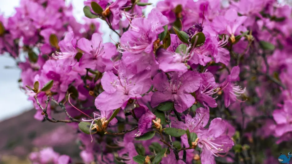 Когда цветёт маральник