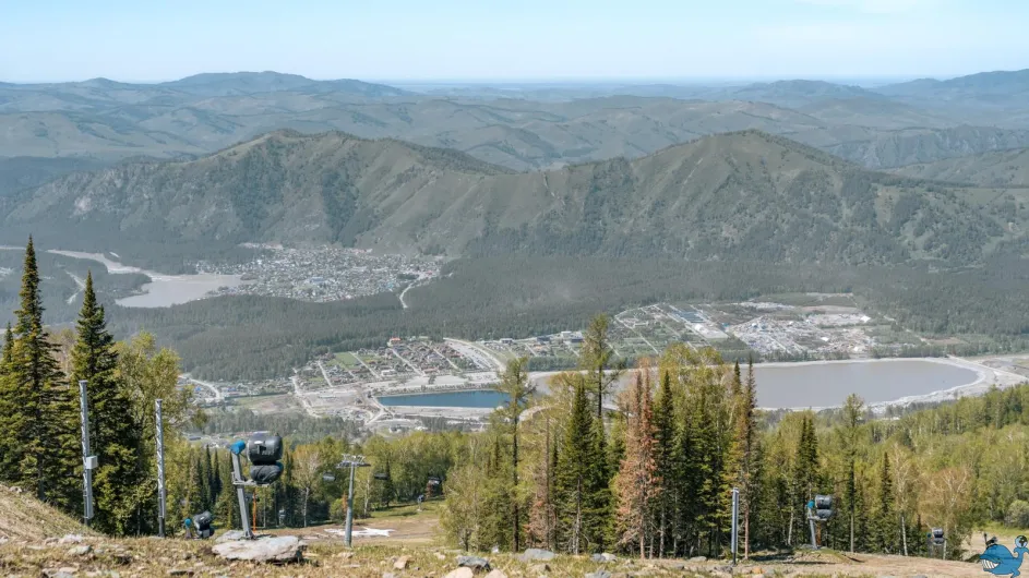 Когда цветёт маральник