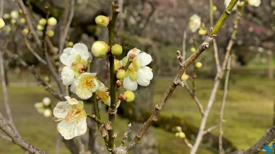 Классическая Япония (Токио - Осака) Классическая Япония (Токио - Осака)