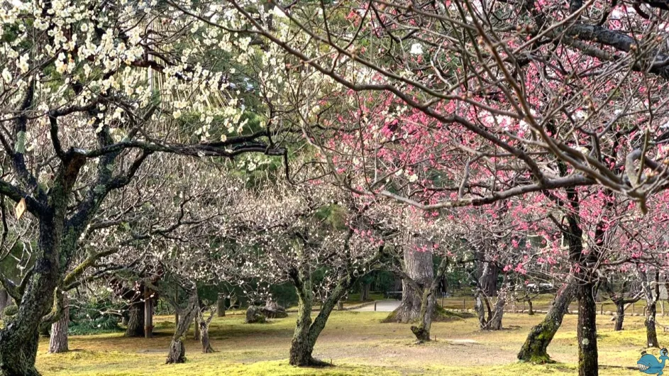 Классическая Япония (Токио/Токио) Классическая Япония (Токио/Токио)