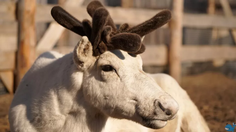 Киты и горы