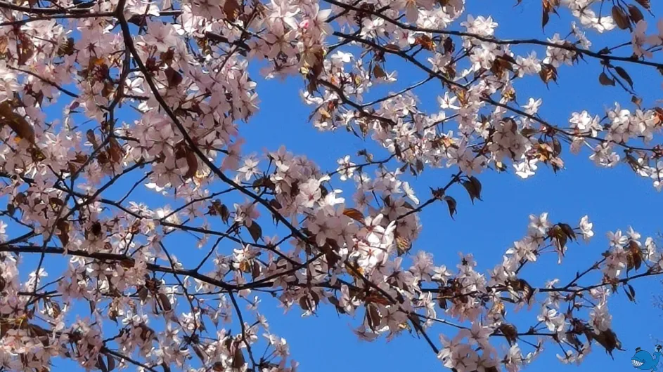 Смольный: от смолянок до бункера